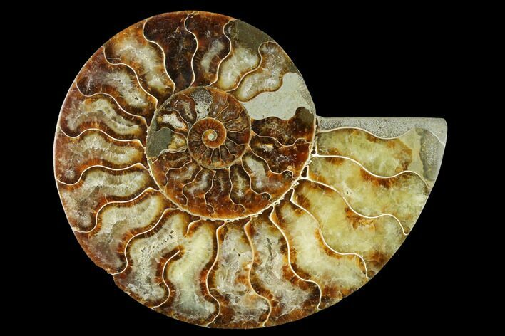 Cut & Polished Ammonite Fossil (Half) - Madagascar #166833